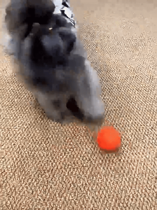 Elektrisk Hoppboll för Hundar - Självgående Lysande Leksak