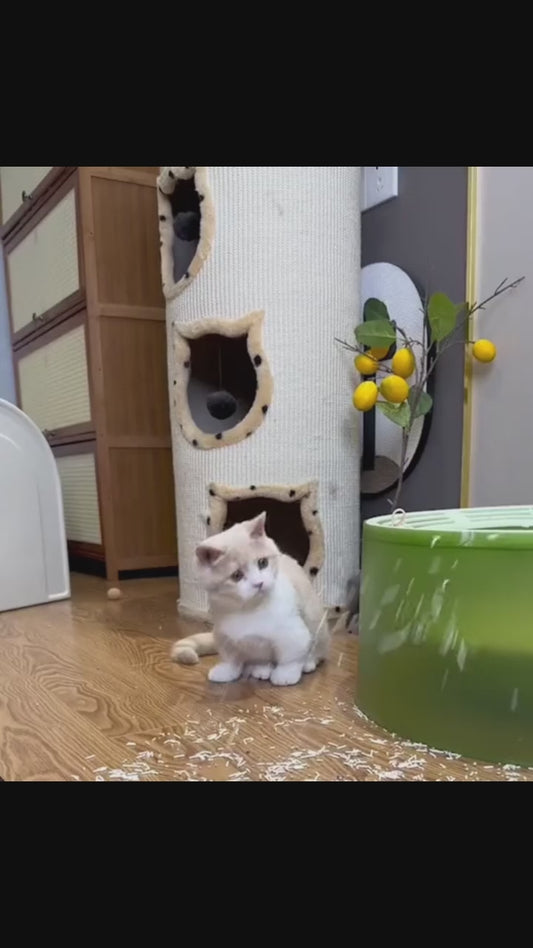 Kattsandmatta EVA Dubbel – Fångar Sand & Skyddar Golvet